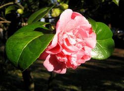 Camelia invernale 