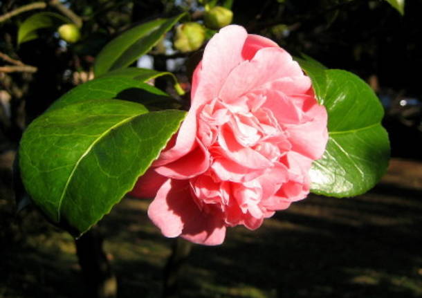 Camelia invernale