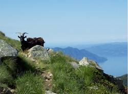 Monte Gambarogno