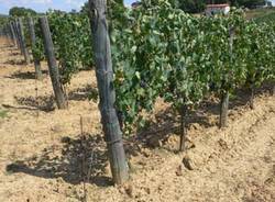 filari vino grappoli viti