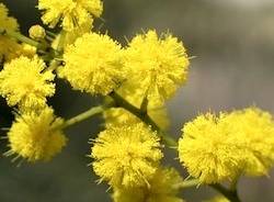 Mimosa apertura