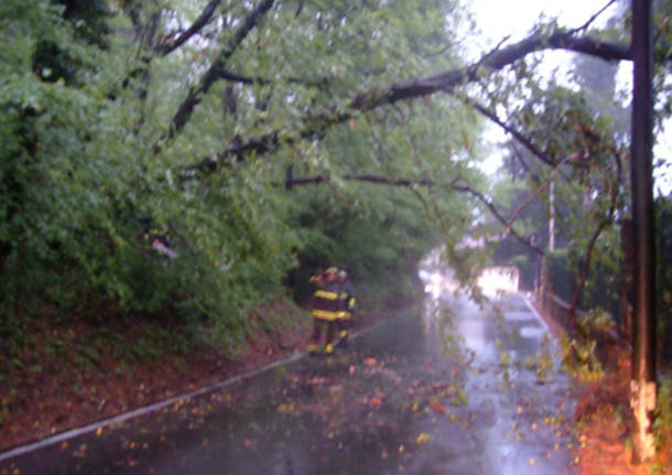 taglio pianta laveno sp69