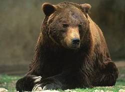 orso bruno