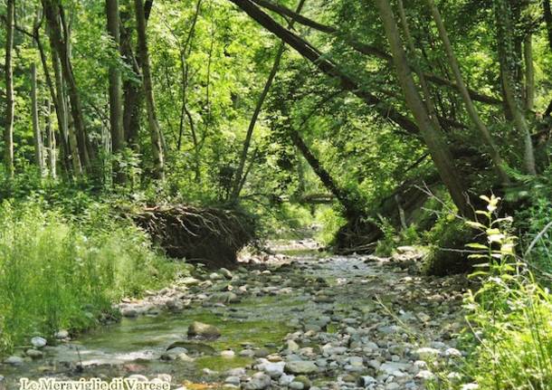 Meraviglie di Varese (inserita in galleria)