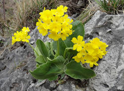 Primula orecchia d'Orso