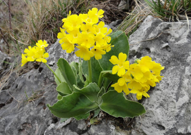 Primula orecchia d'Orso