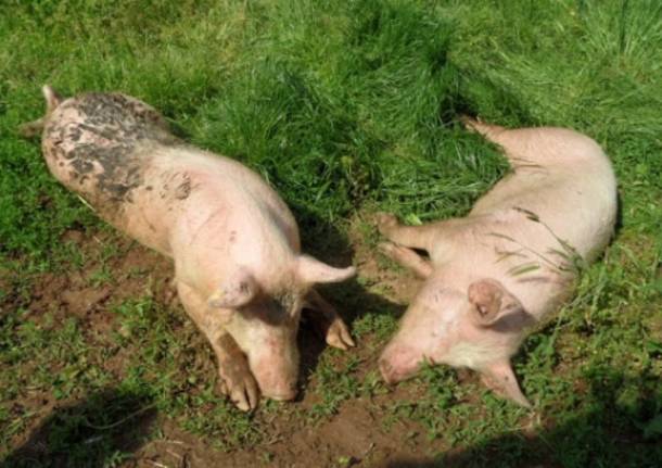 I 29 suini continuano a cercare casa (inserita in galleria)