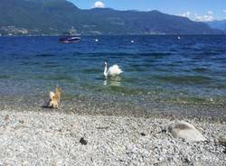 In diretta dalla spiaggia di PortoValtravaglia una discussione tra cane e cigno!  (inviato da Android app)