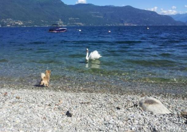 In diretta dalla spiaggia di PortoValtravaglia una discussione tra cane e cigno! (inviato da Android app)