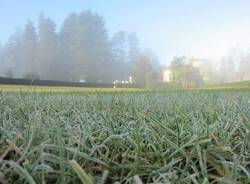 Erbe con brina al levar della nebbia