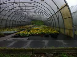 serra bardello lago si biandronno sumenzat