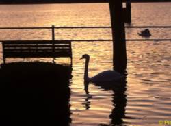 Cigno sul lago dorato Angera