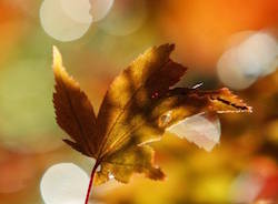 estate di san martino apertura autunno