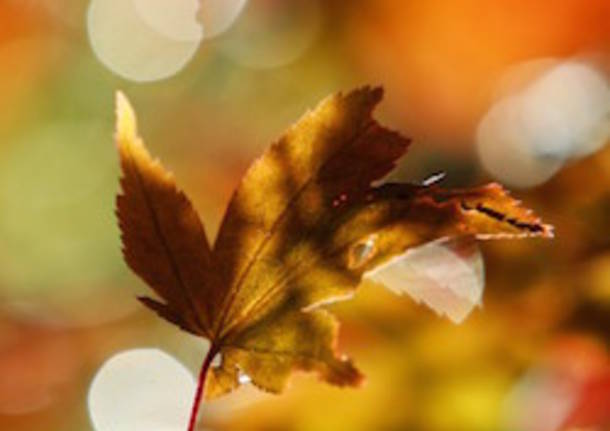 estate di san martino apertura autunno