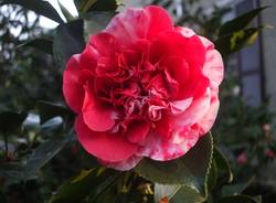 Una camelia speciale