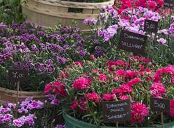 Mostra Fiori Castello di Masino 