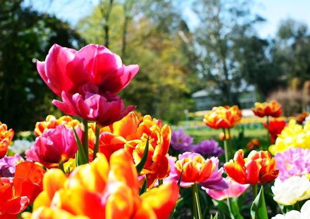 Tappeti di tulipani in fiore a villa Taranto