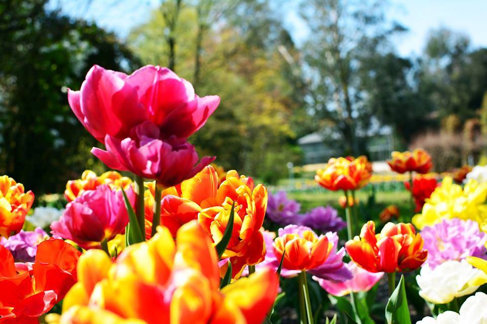 Tupilani a villa Taranto