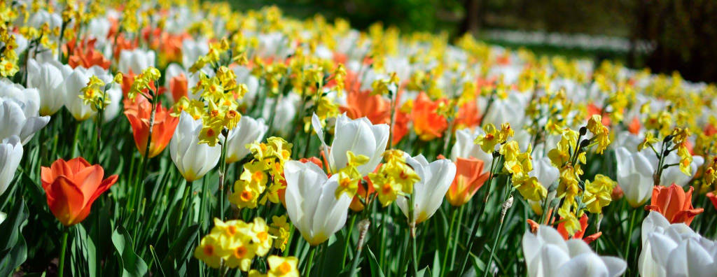 Tupilani a villa Taranto