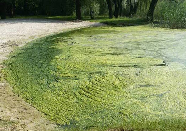 Alghe nel Lago Maggiore
