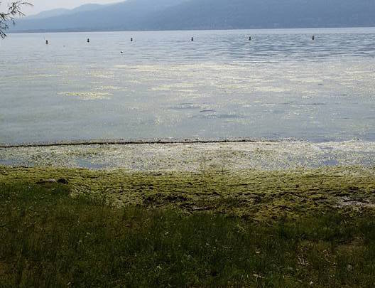 Alghe nel Lago Maggiore