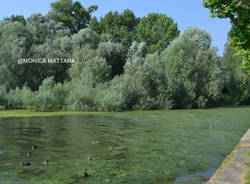 Alghe nel Lago Maggiore