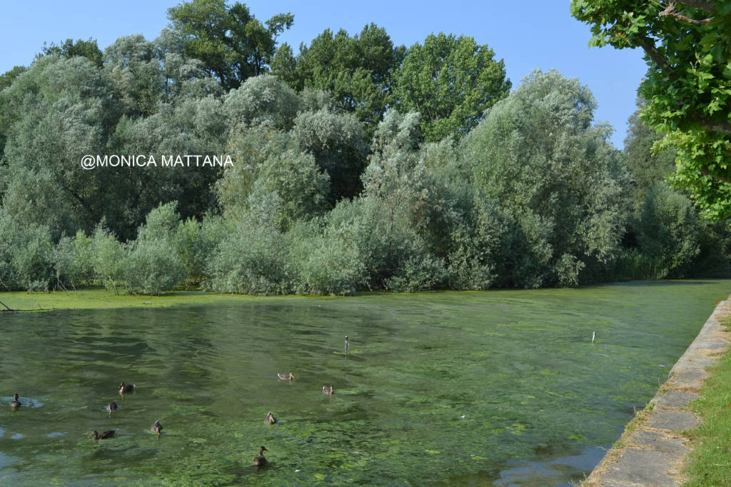 Alghe nel Lago Maggiore