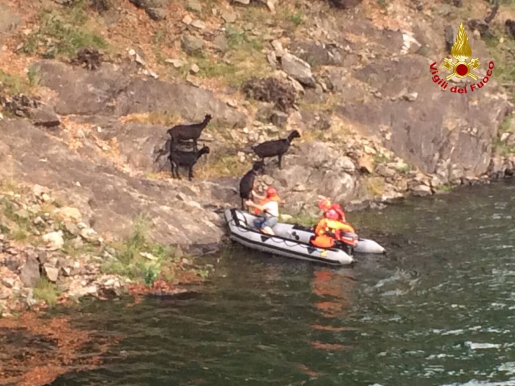 capre salvataggio saf vigili del fuoco lago delio