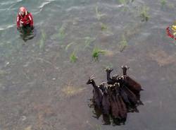 capre salvataggio saf vigili del fuoco lago delio