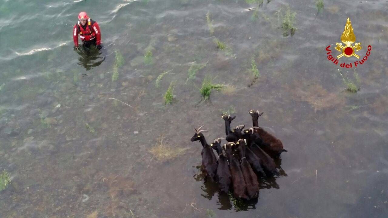capre salvataggio saf vigili del fuoco lago delio