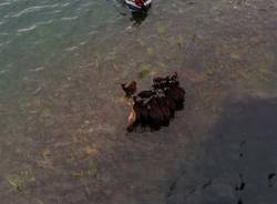 capre salvataggio saf vigili del fuoco lago delio