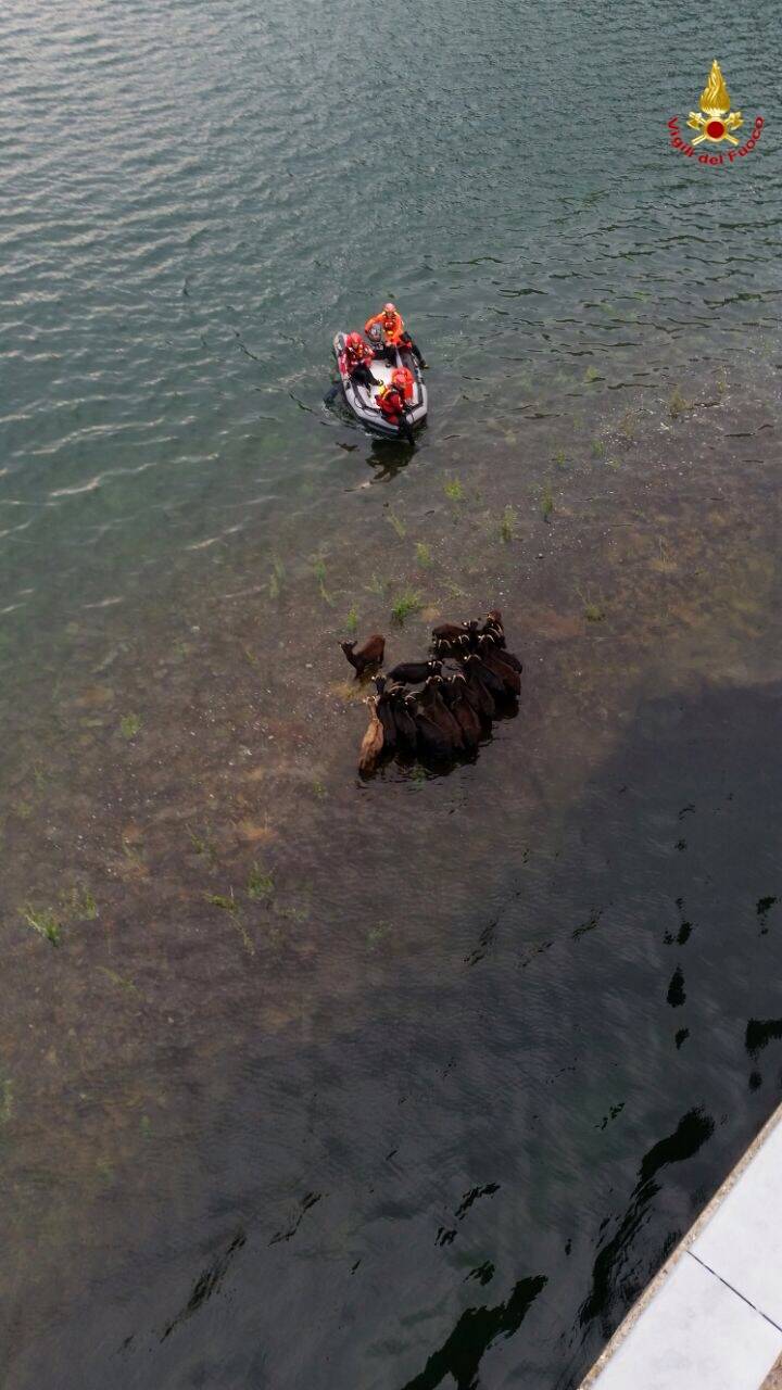 capre salvataggio saf vigili del fuoco lago delio