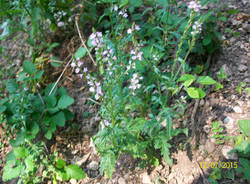 Natura di Teresio Colombo 