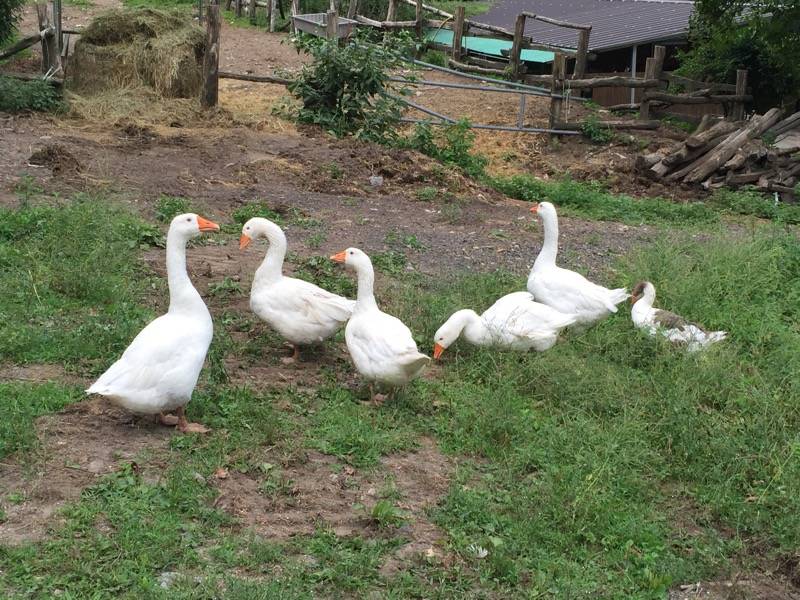 141tour Castelveccana