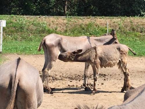 Le asine di Brezzo di Bedero