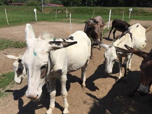 Le asine di Brezzo di Bedero