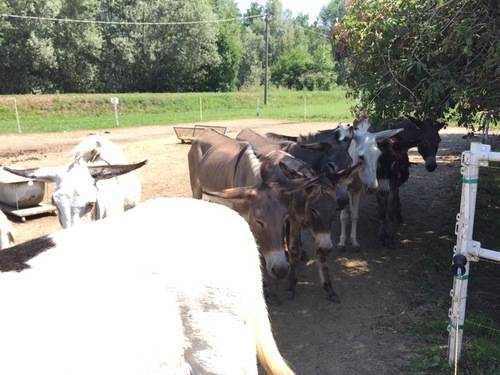 Le asine di Brezzo di Bedero