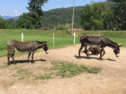 Le asine di Brezzo di Bedero