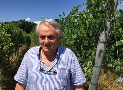 vino dei ronchi varesini