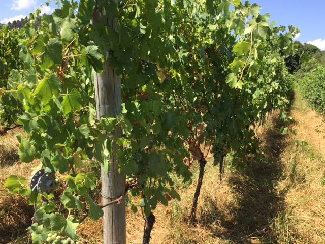 vino dei ronchi varesini