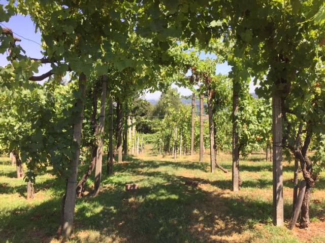 vino dei ronchi varesini