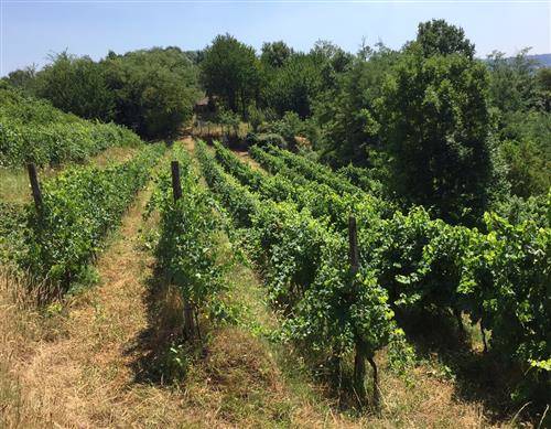 vino dei ronchi varesini