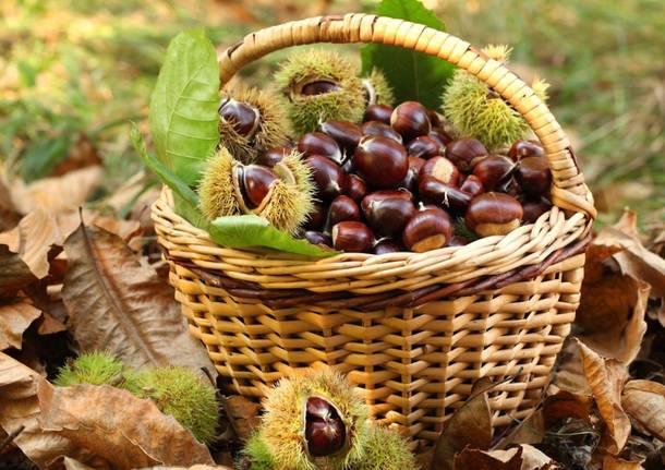 Castagne generica