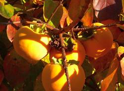 I cachi del Varesotto