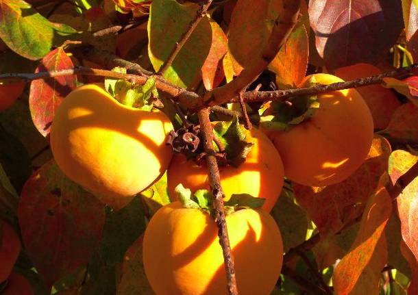 I cachi del Varesotto