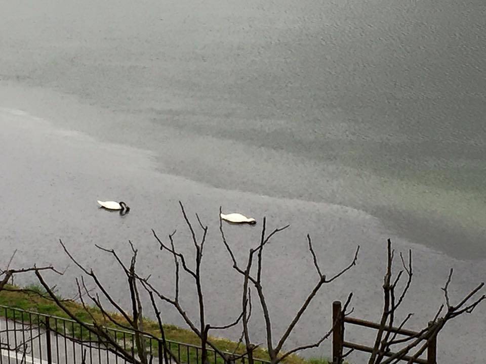 Gasolio nel Ticino a Sesto Calende