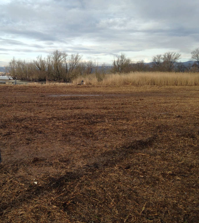 Sopralluogo all'oasi disboscata