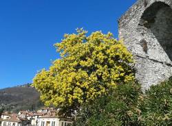 La mimosa di Maccagno - foto di Laura Olivas