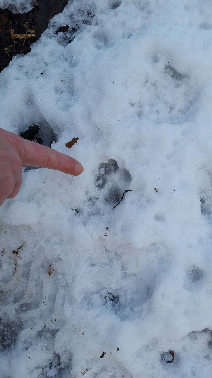 San Quirico in bianco