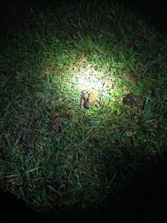 Sesto Calende, la Protezione Civile al lavoro